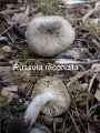 Russula recondita-amf1628-2